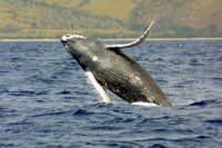 Humpback Whale 1 Humpback Whale 1
